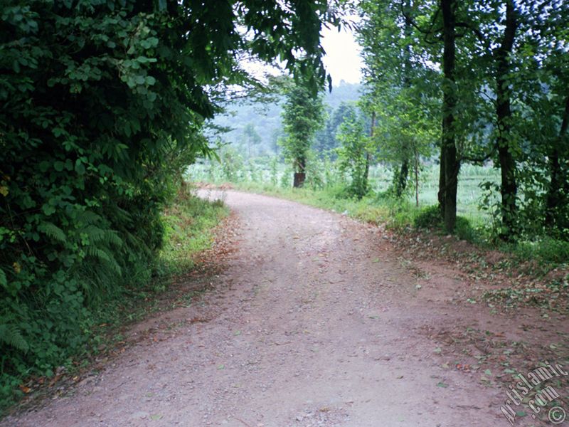 View of village from `OF district` in Trabzon city of Turkey.
