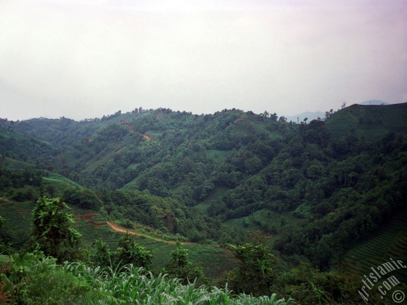 View of village from `OF district` in Trabzon city of Turkey.
