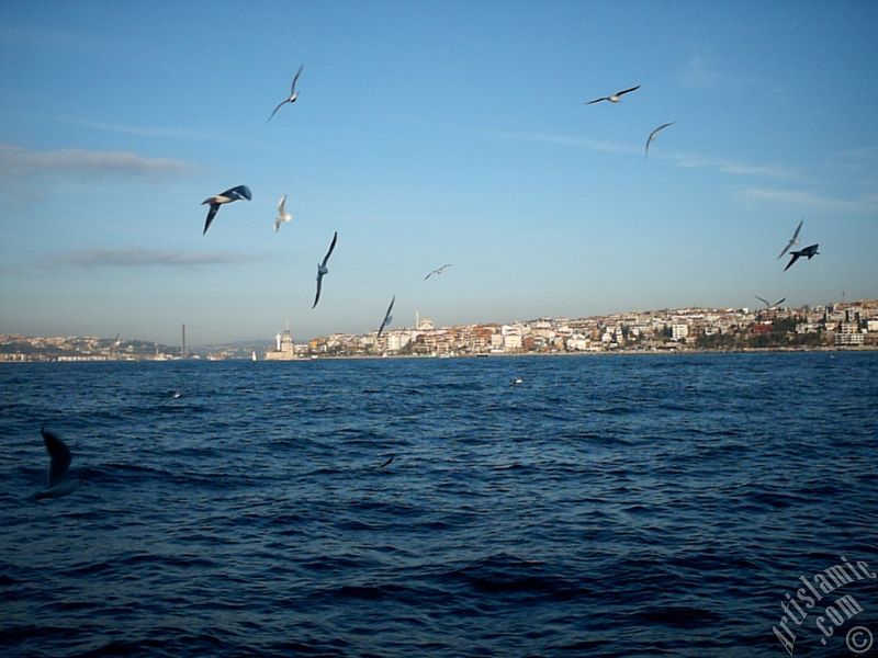 View of Bosphorus Bridge, Uskudar coast Kiz Kulesi (Maiden`s Tower) and sea gulls from the Bosphorus in Istanbul city of Turkey.
