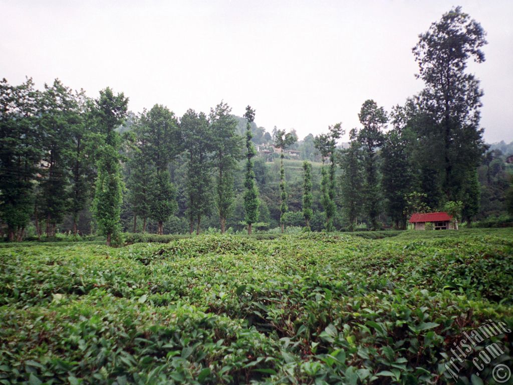 View of village from `OF district` in Trabzon city of Turkey.
