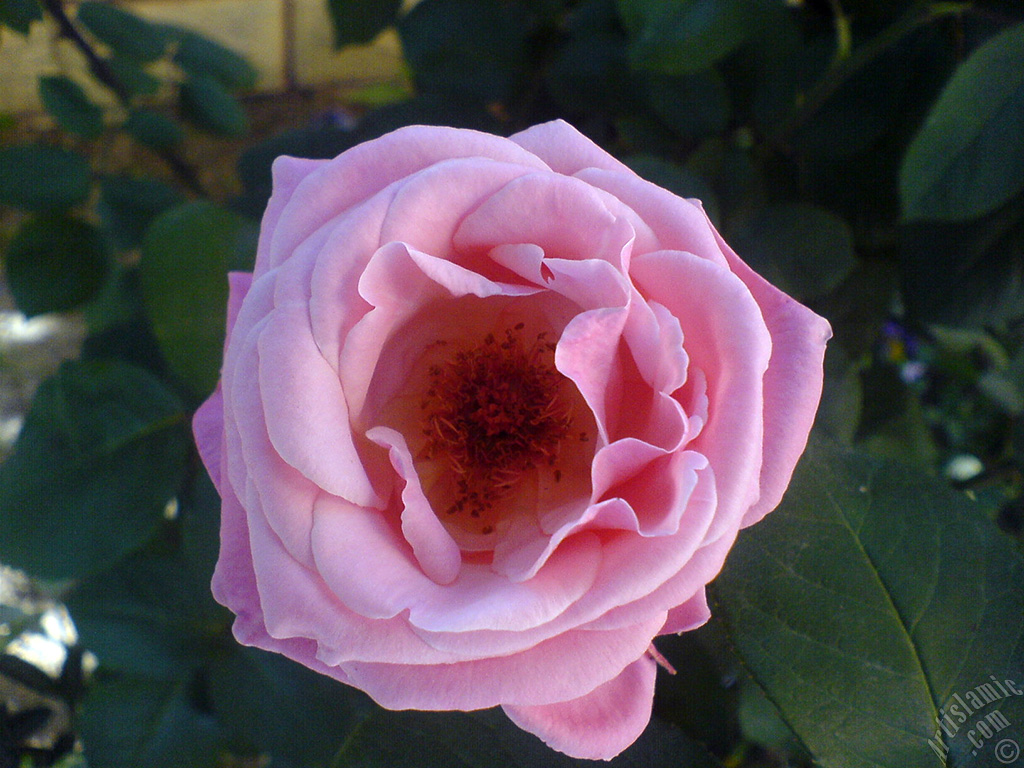 Pink rose photo.

