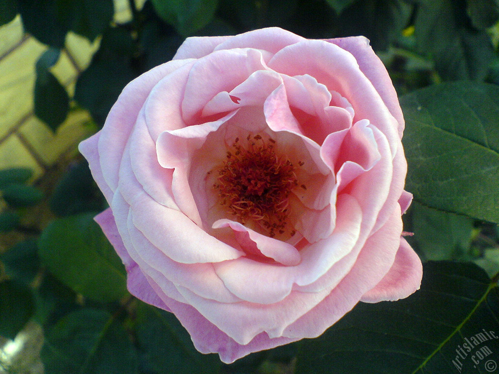 Pink rose photo.
