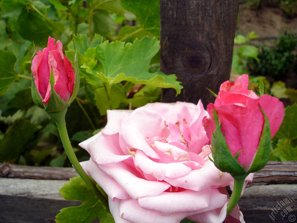 Pink rose photo.
