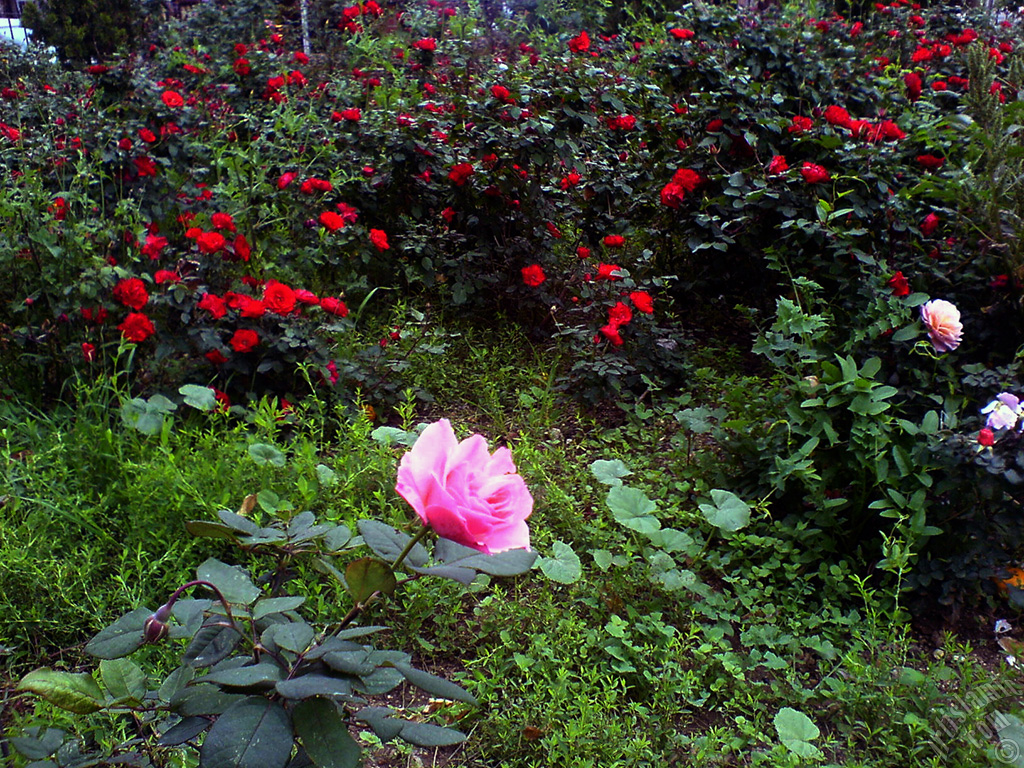 Pink rose photo.

