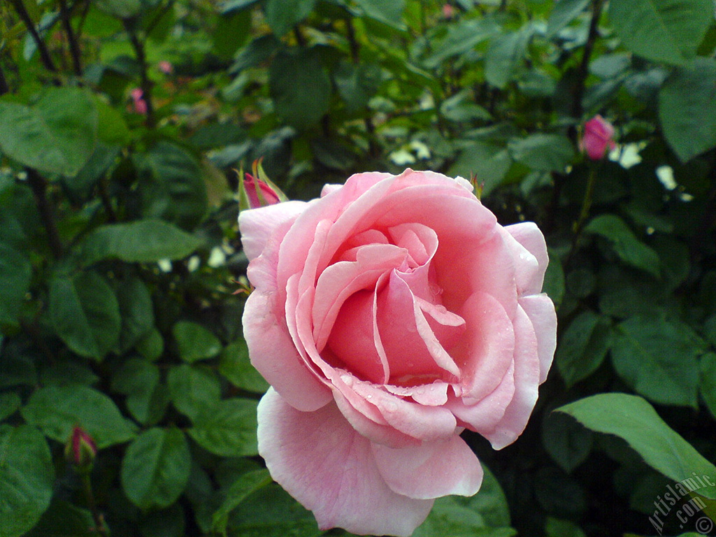 Pink rose photo.
