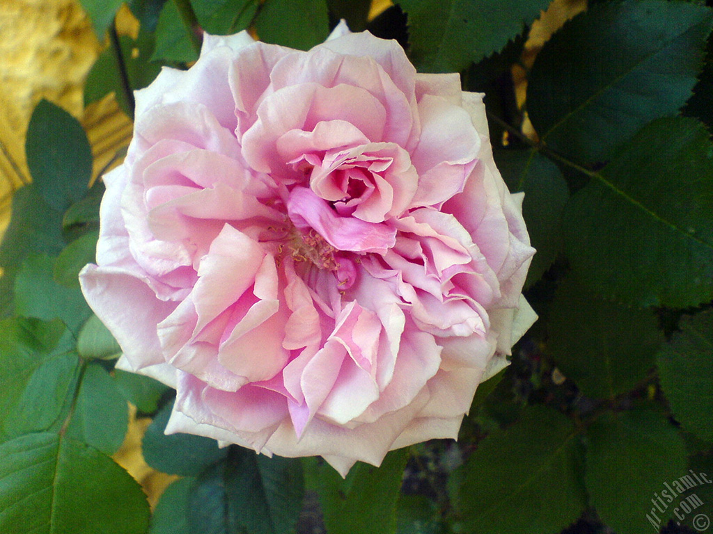 Pink rose photo.
