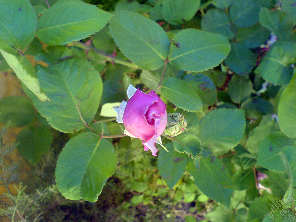 Pink rose photo.
