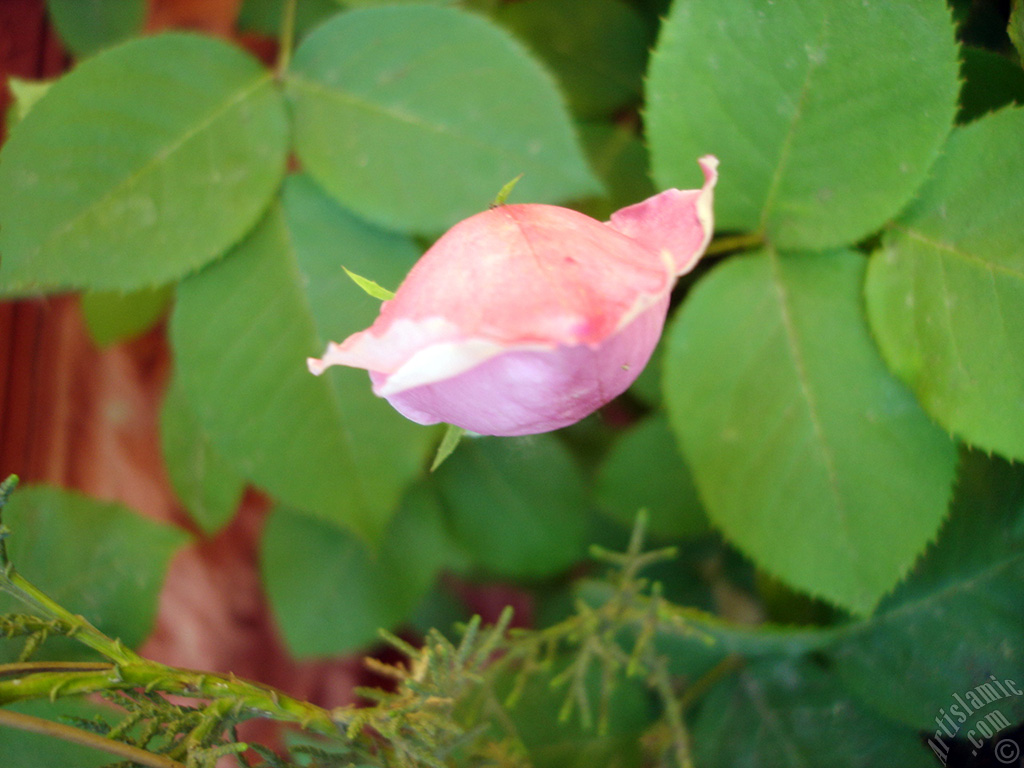 Pink rose photo.

