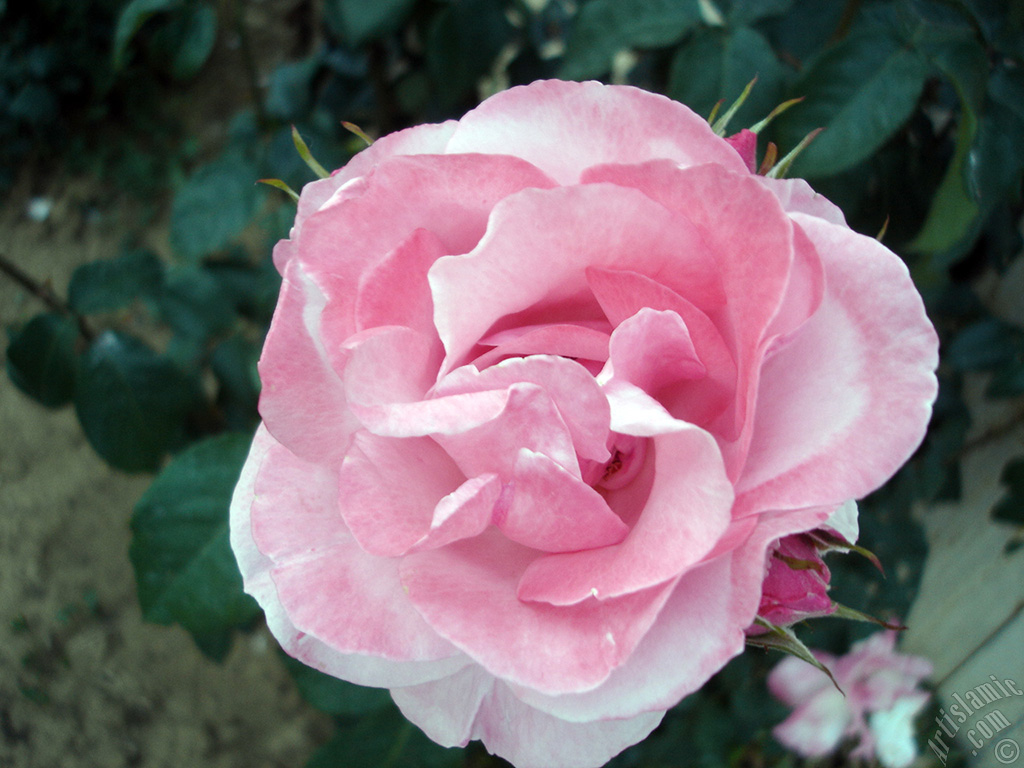 Pink rose photo.
