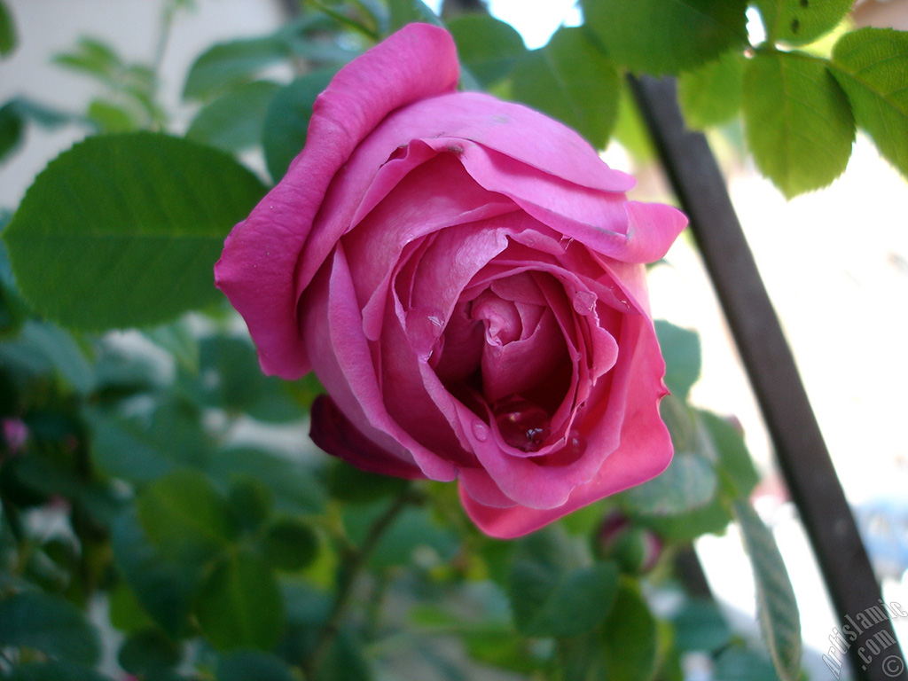 Pink rose photo.
