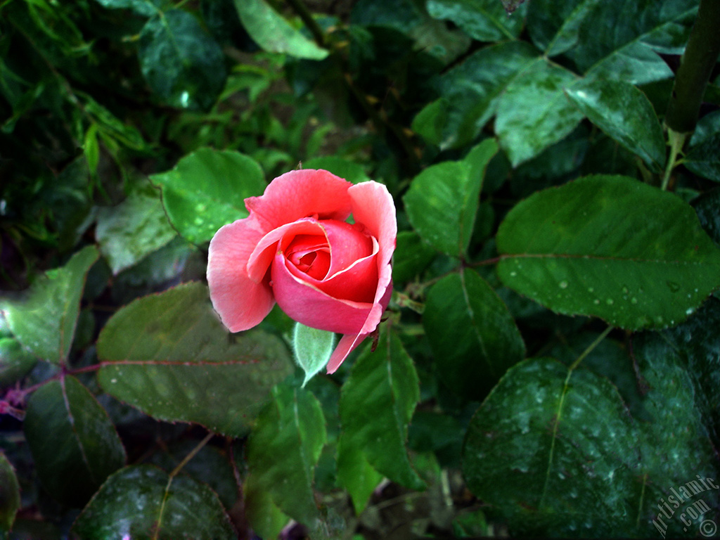 Pink rose photo.
