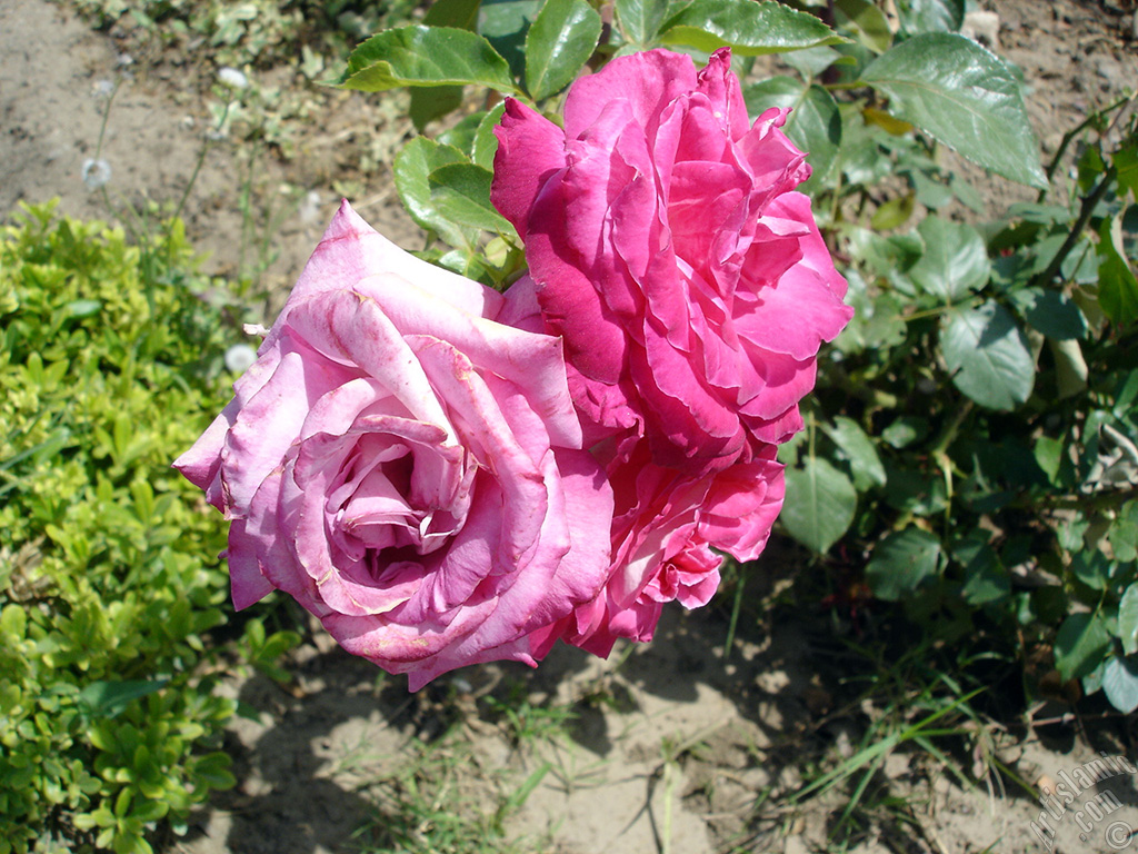 Pink rose photo.
