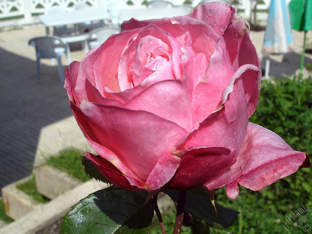 Pink rose photo.
