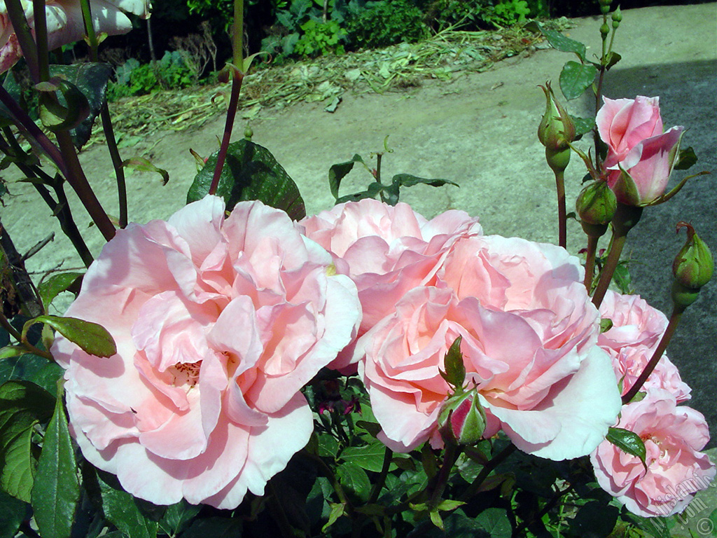 Pink rose photo.
