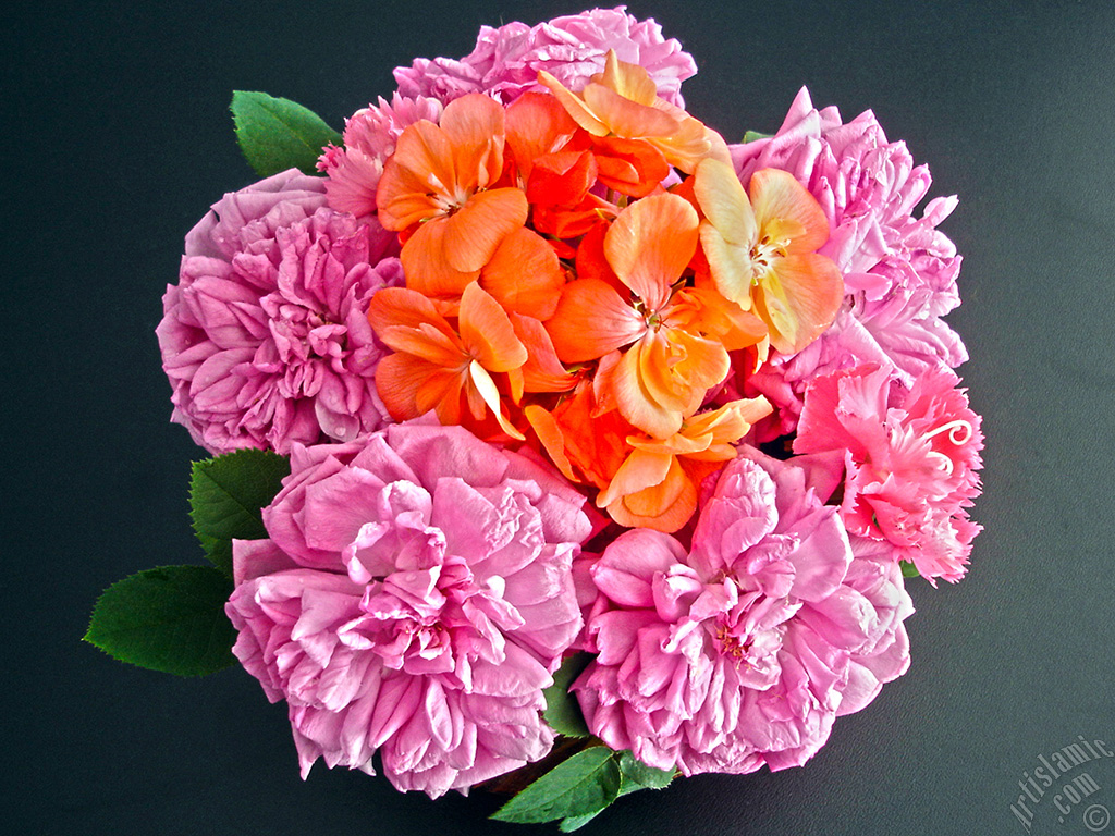 Pink rose photo.
