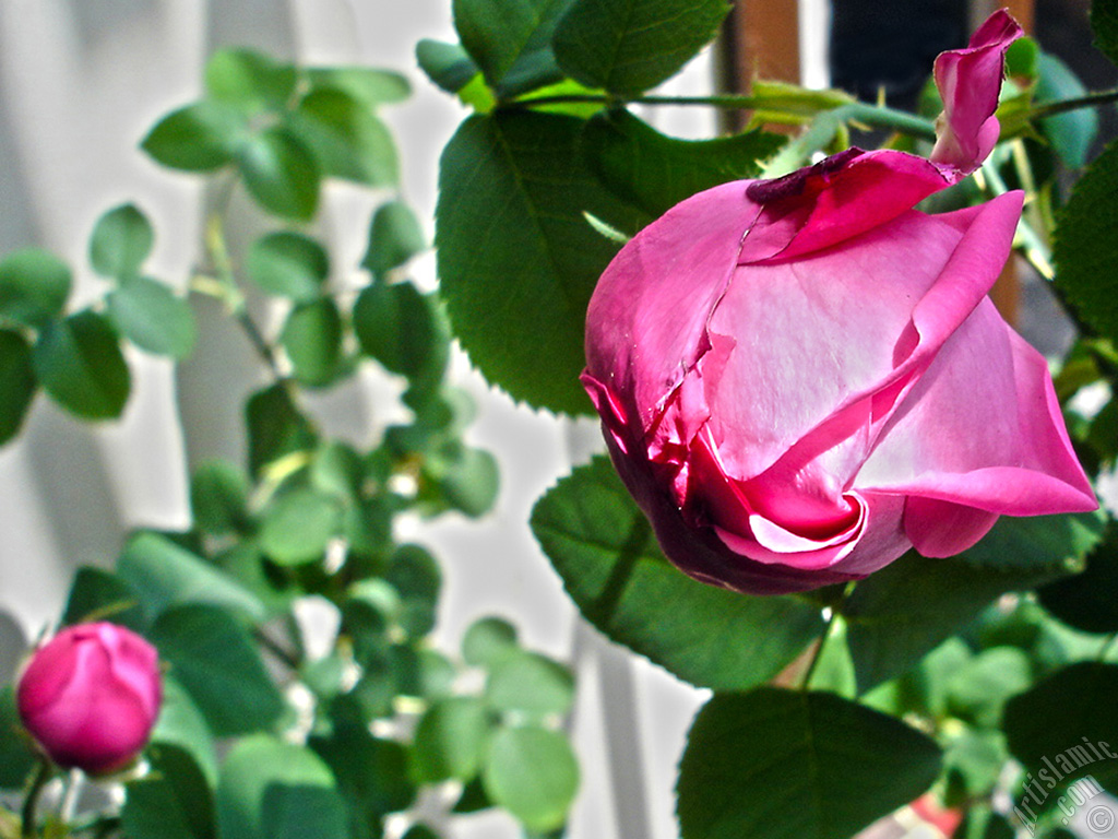 Pink rose photo.
