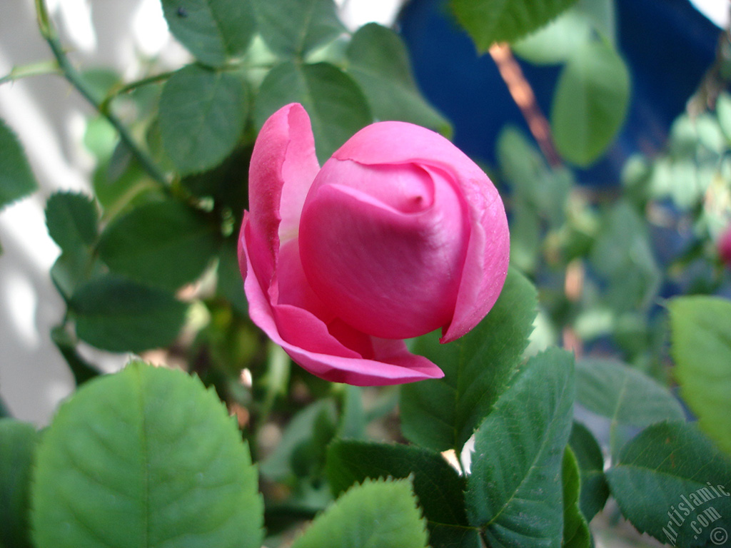 Pink rose photo.
