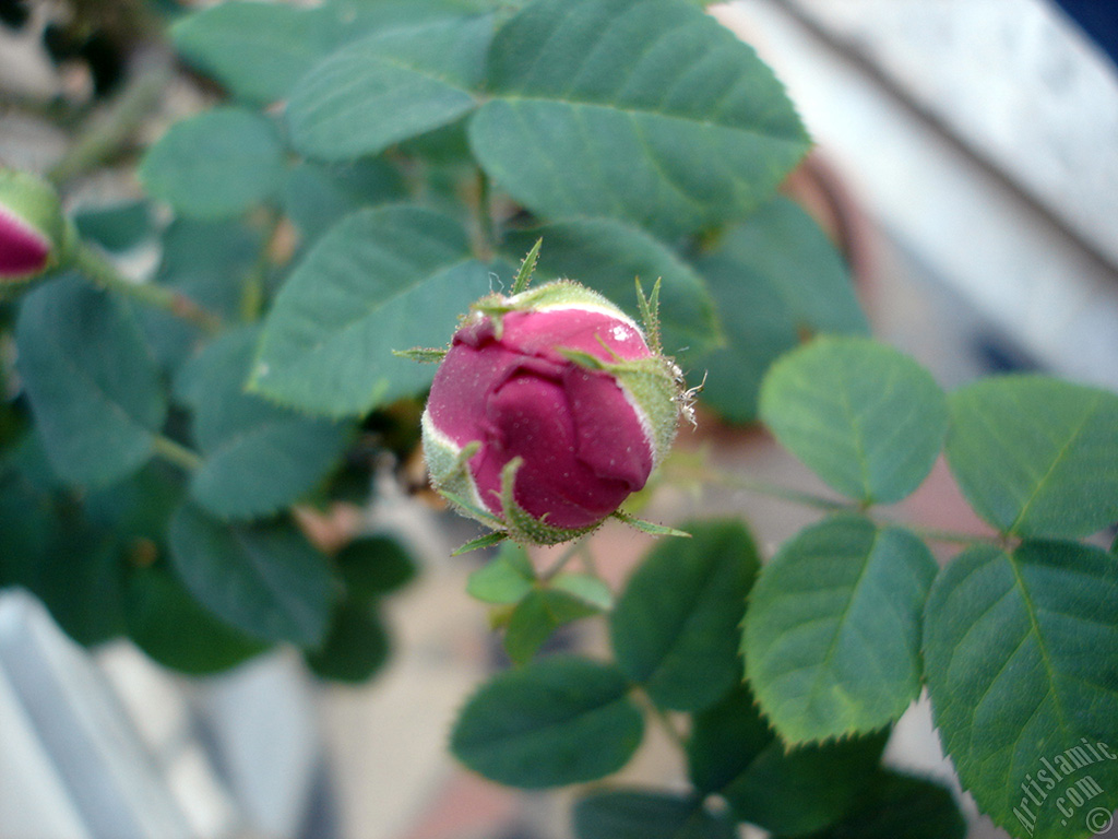 Pink rose photo.
