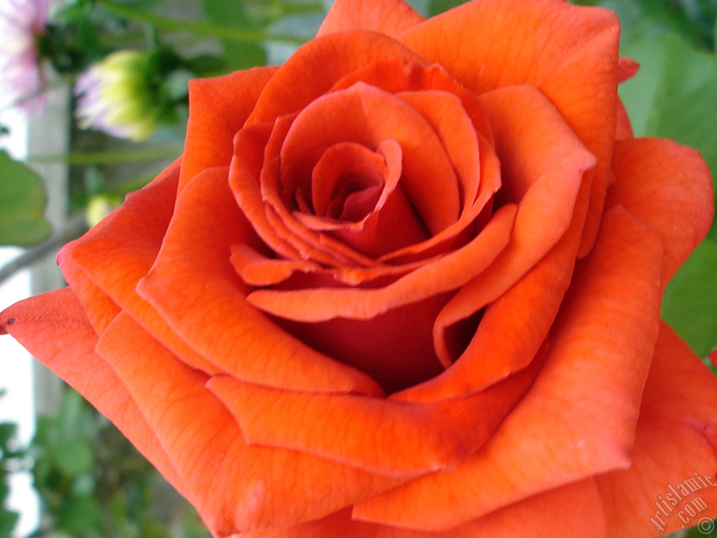 Red rose photo.
