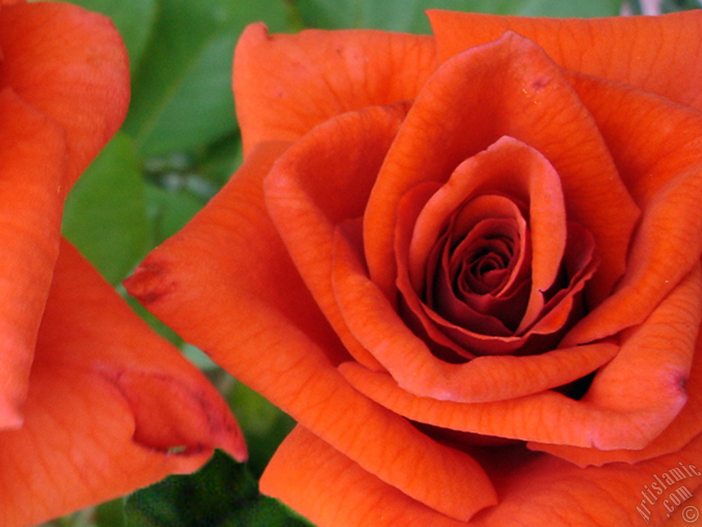 Red rose photo.
