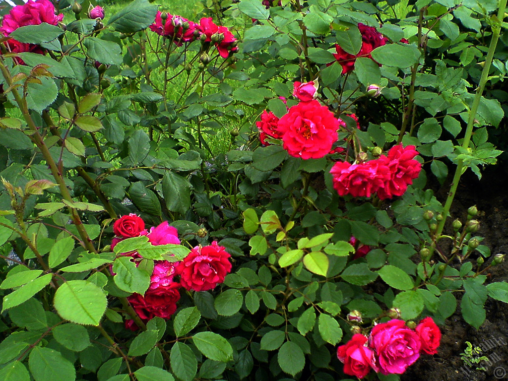 Red rose photo.

