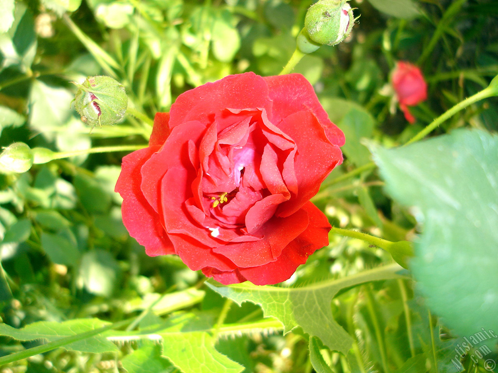 Red rose photo.
