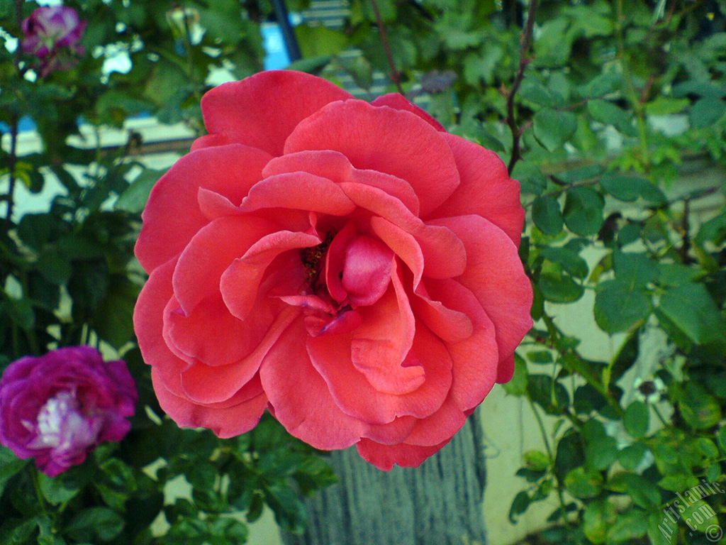 Red rose photo.
