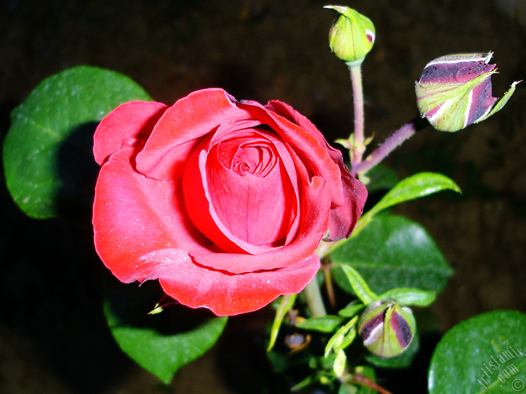 Red rose photo.
