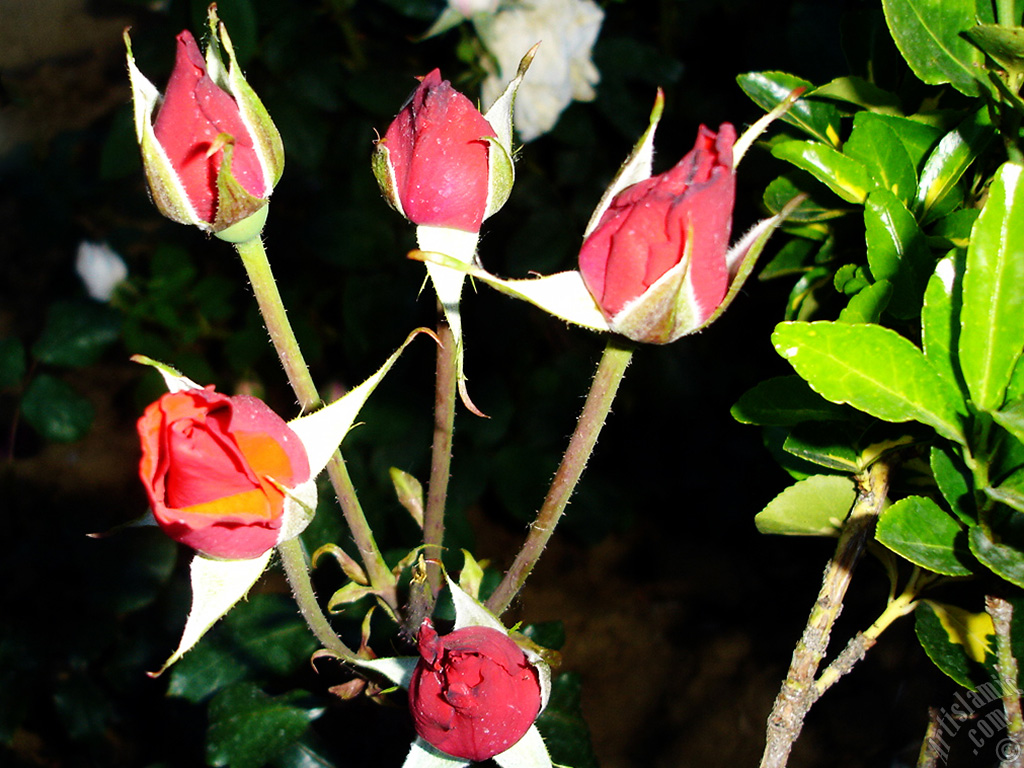 Red rose photo.
