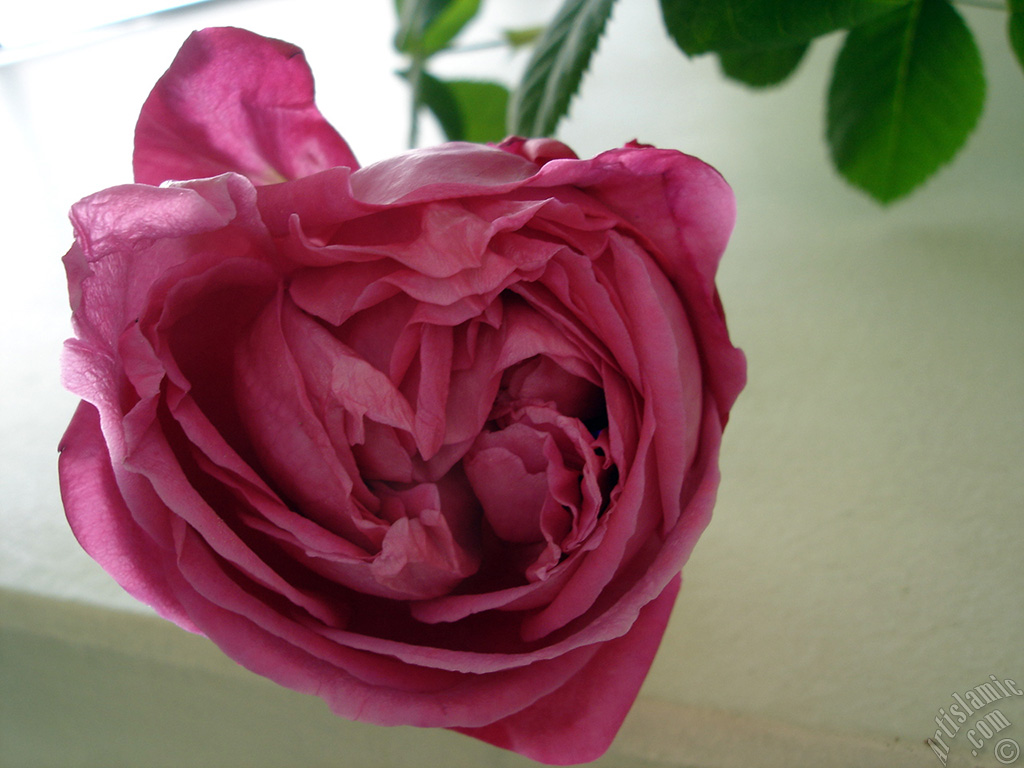 Red rose photo.
