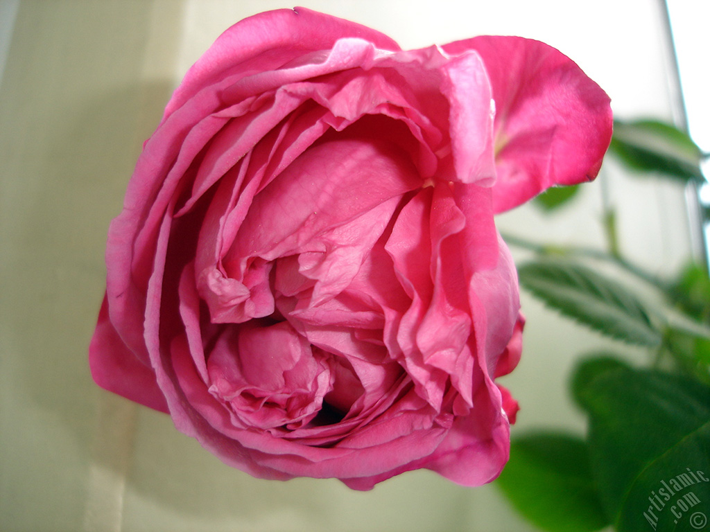 Red rose photo.
