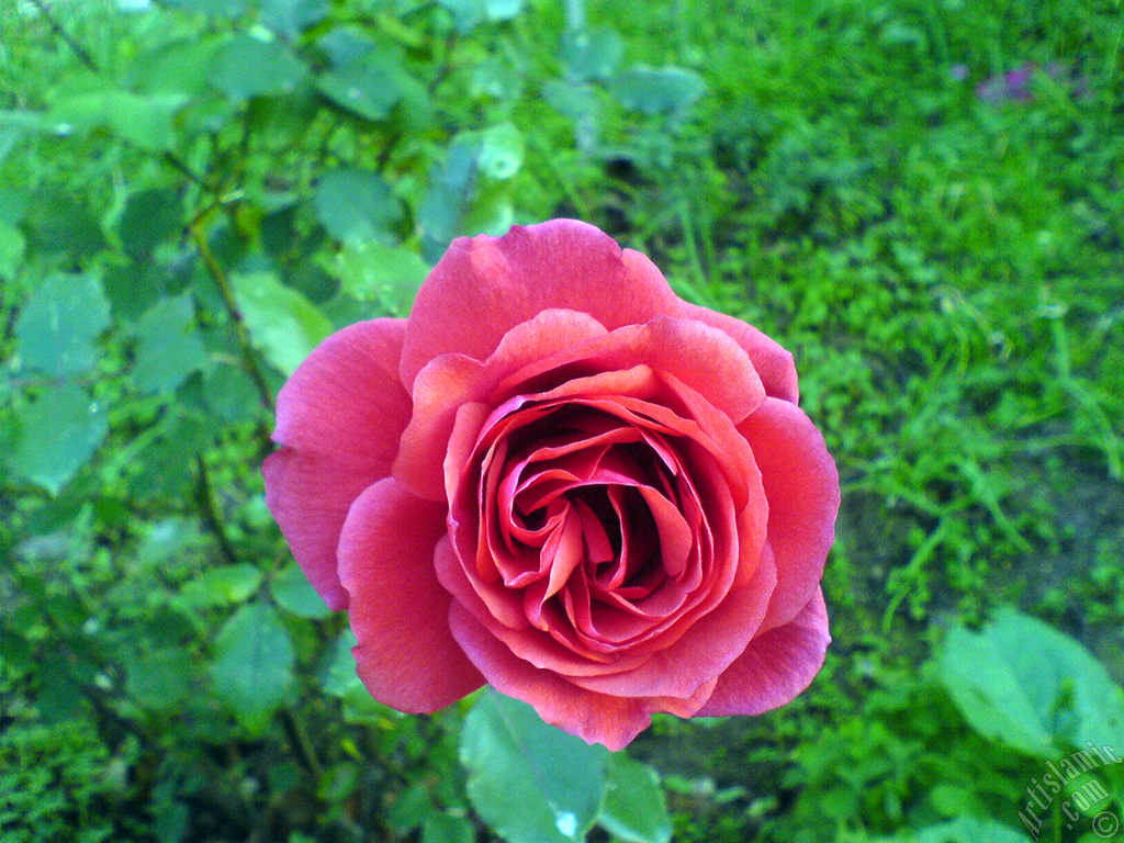Red rose photo.
