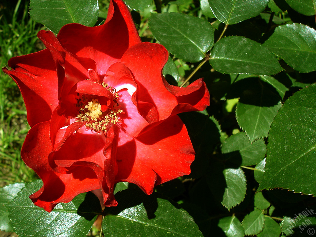 Red rose photo.
