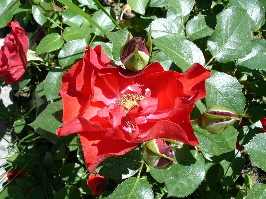 Red rose photo.
