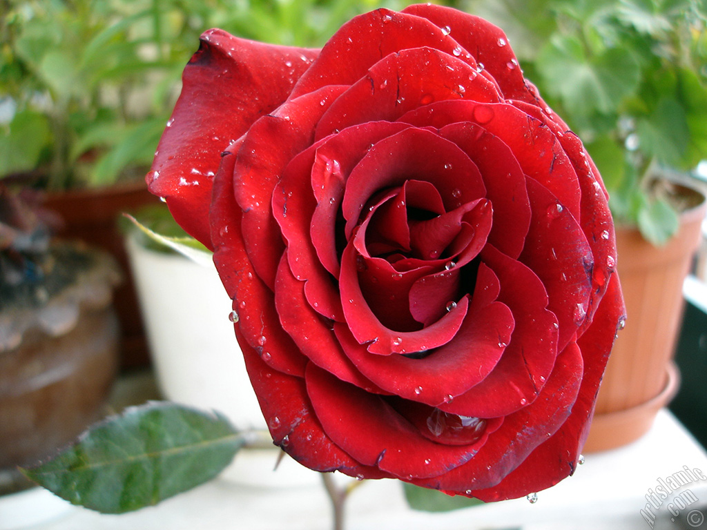 Red rose photo.
