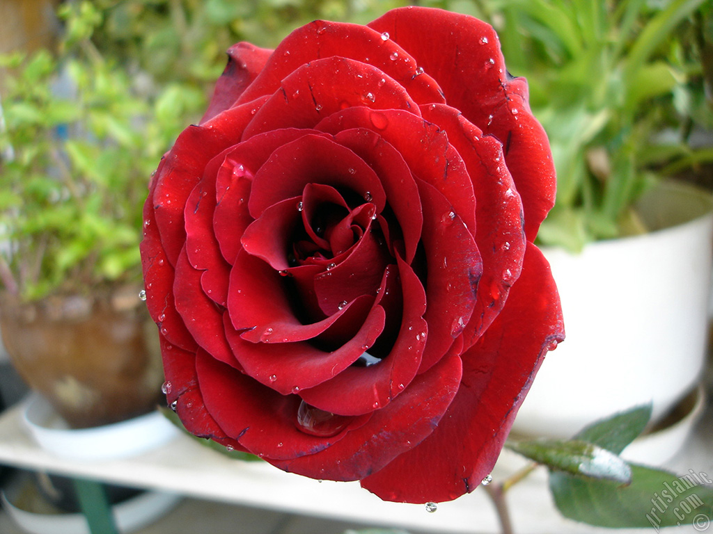 Red rose photo.
