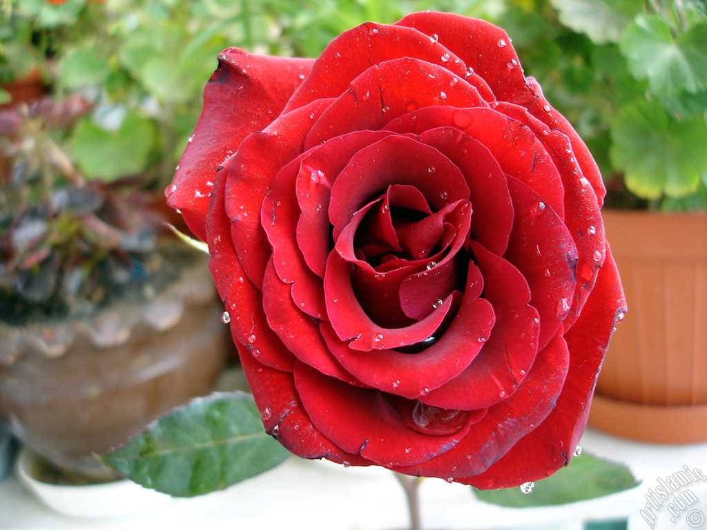 Red rose photo.
