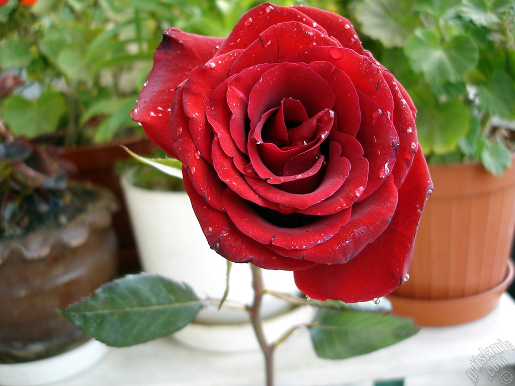Red rose photo.
