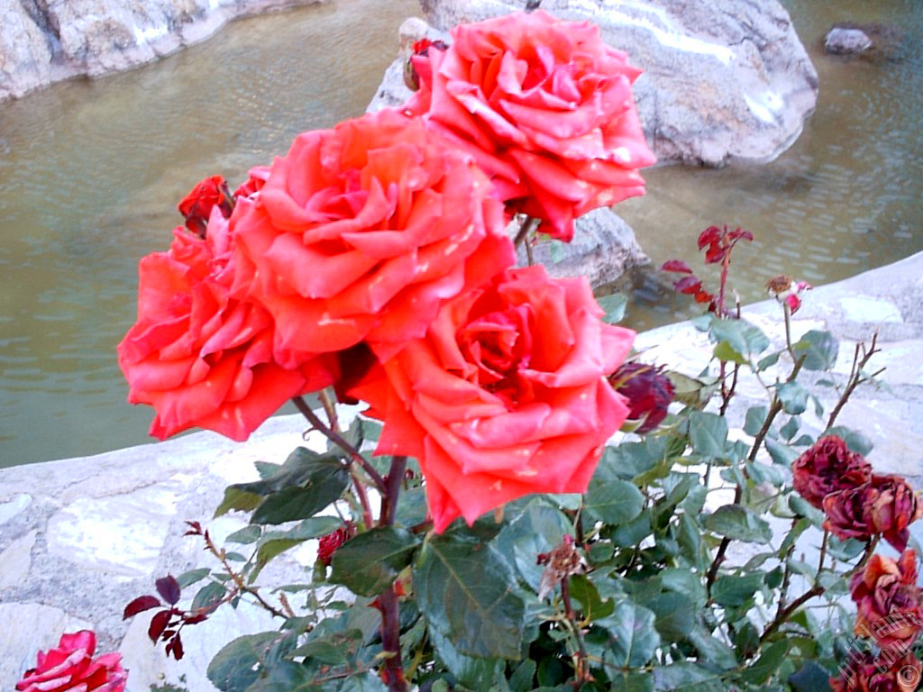 Red rose photo.

