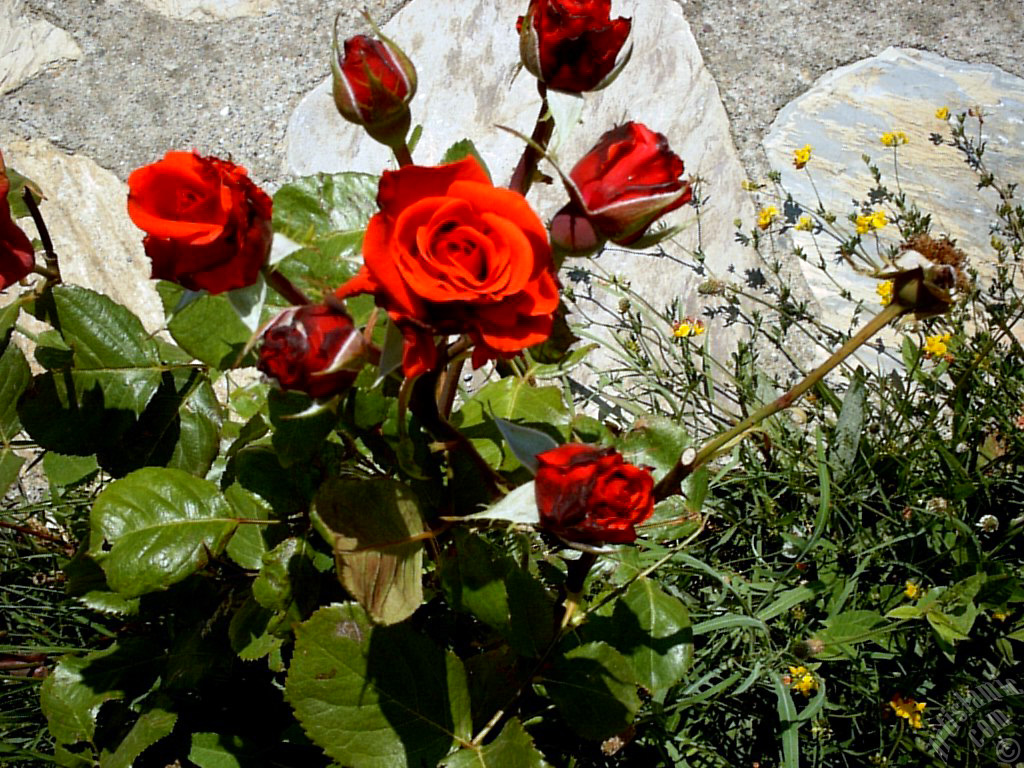 Red rose photo.
