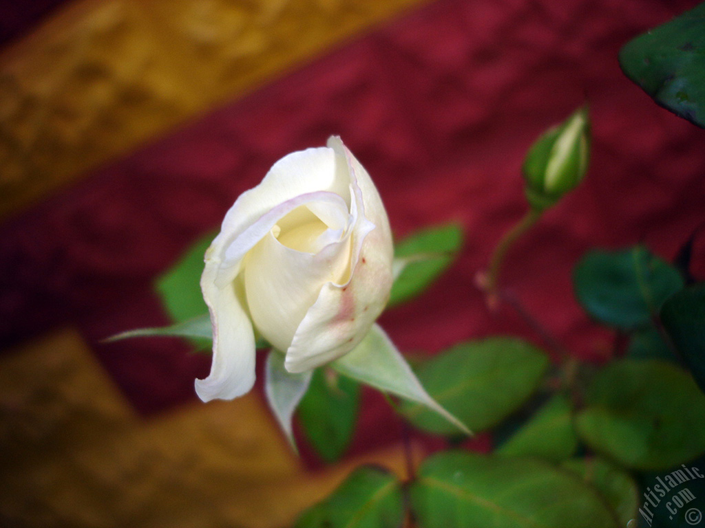 White rose photo.

