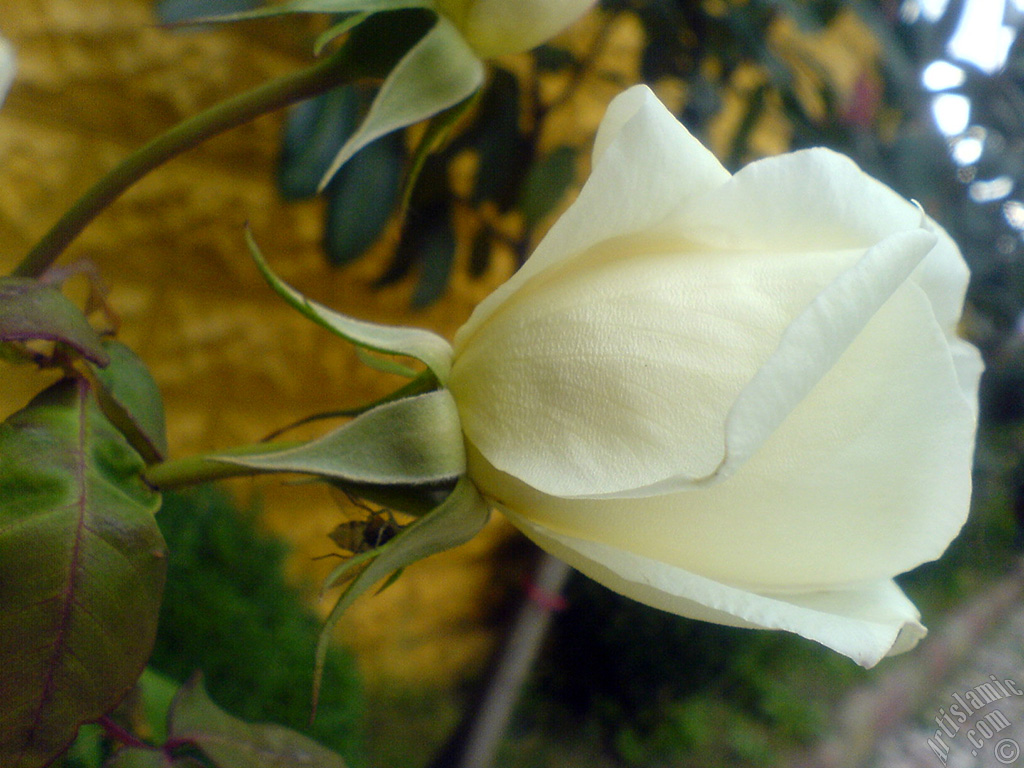 White rose photo.
