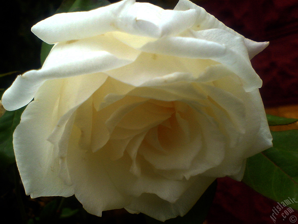 White rose photo.

