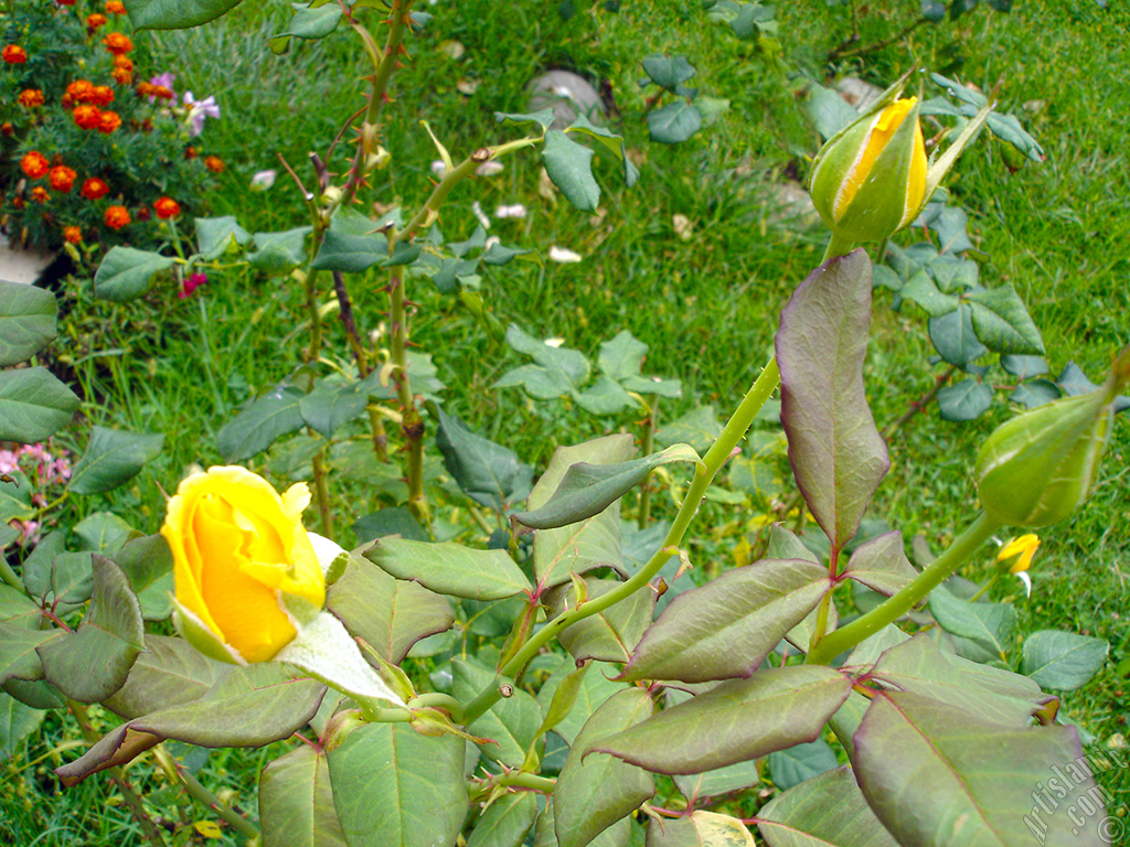 Yellow rose photo.
