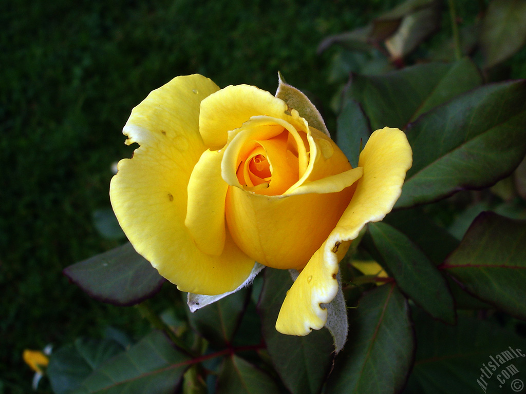 Yellow rose photo.
