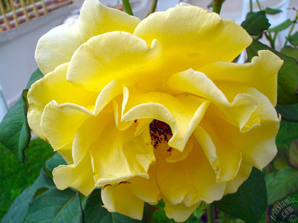 Yellow rose photo.
