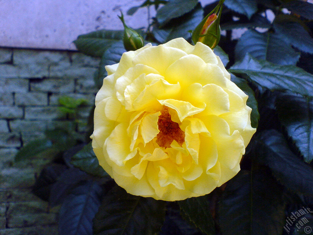Yellow rose photo.
