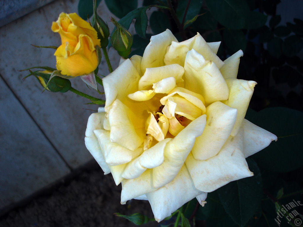 Yellow rose photo.

