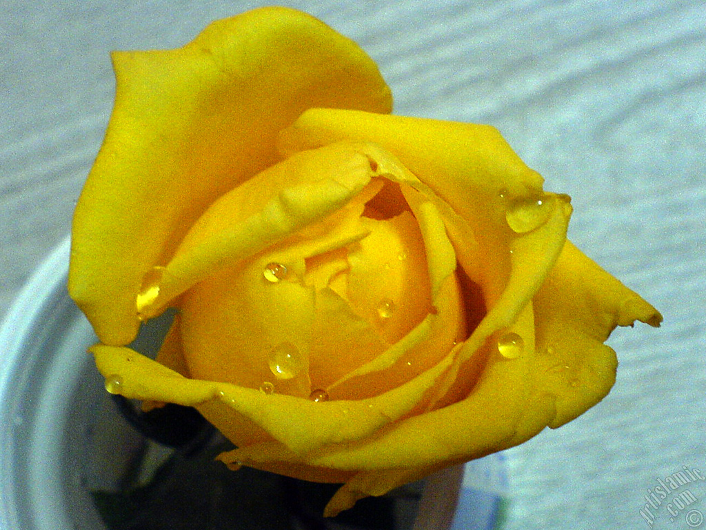 Yellow rose photo.
