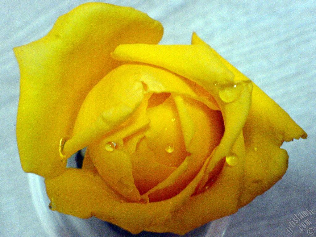 Yellow rose photo.
